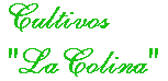 texto.gif (1536 bytes)